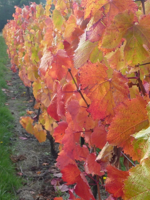 Malbec Red Wine Variety